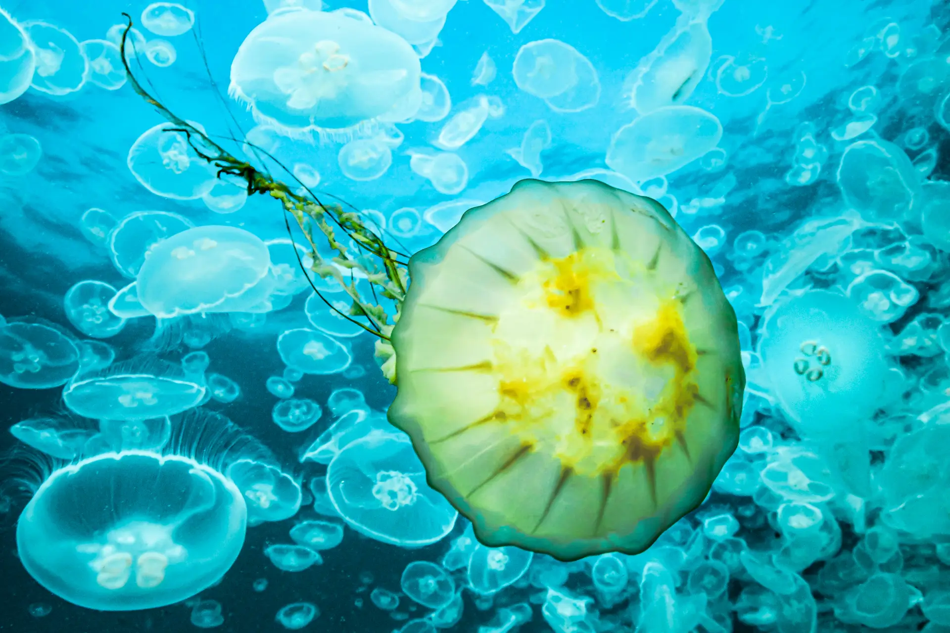 Underwater at Jellyfish Lake