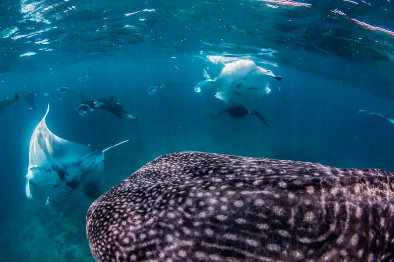 Manta Reef