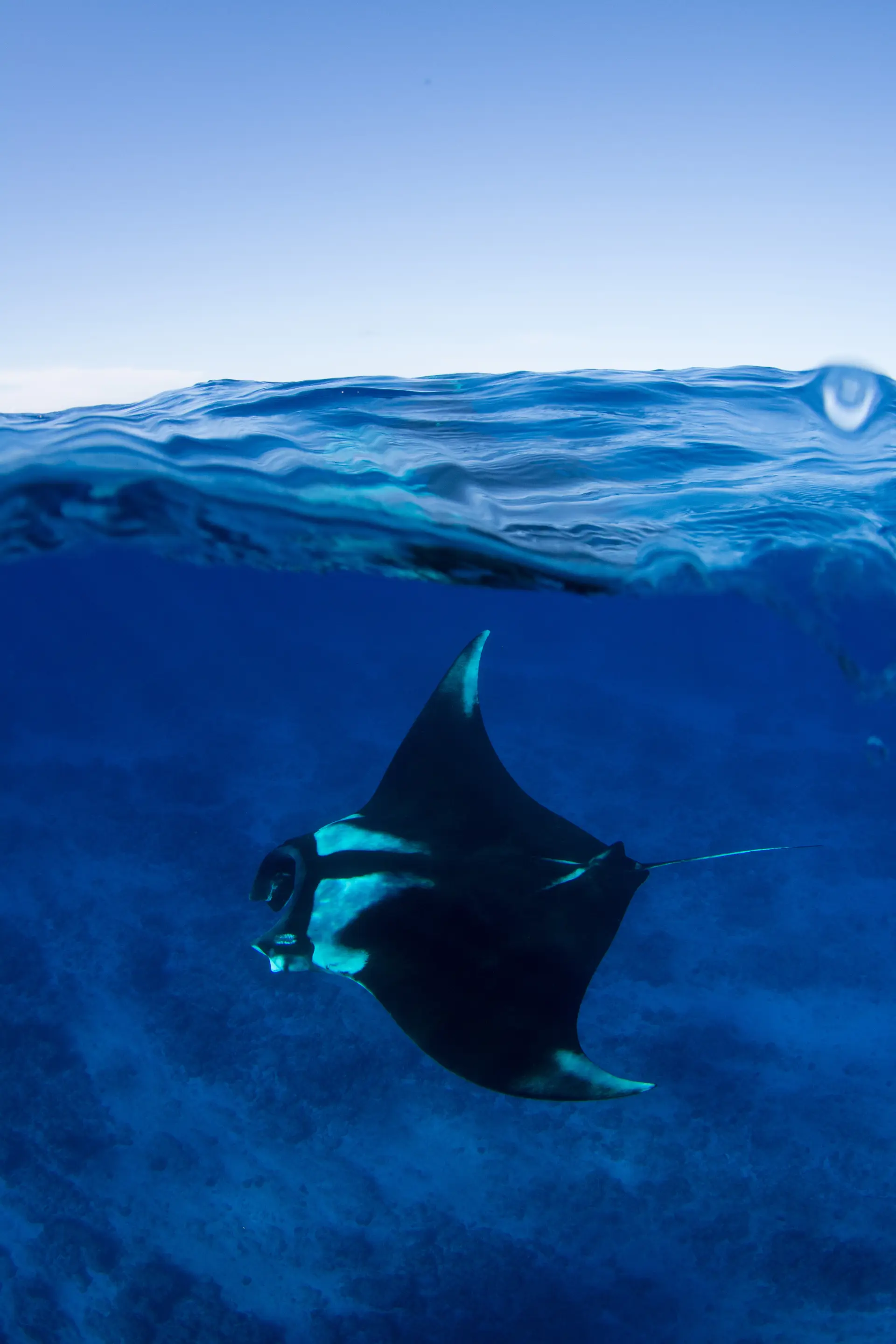 Underwater at Hin Daeng / Hin Muang