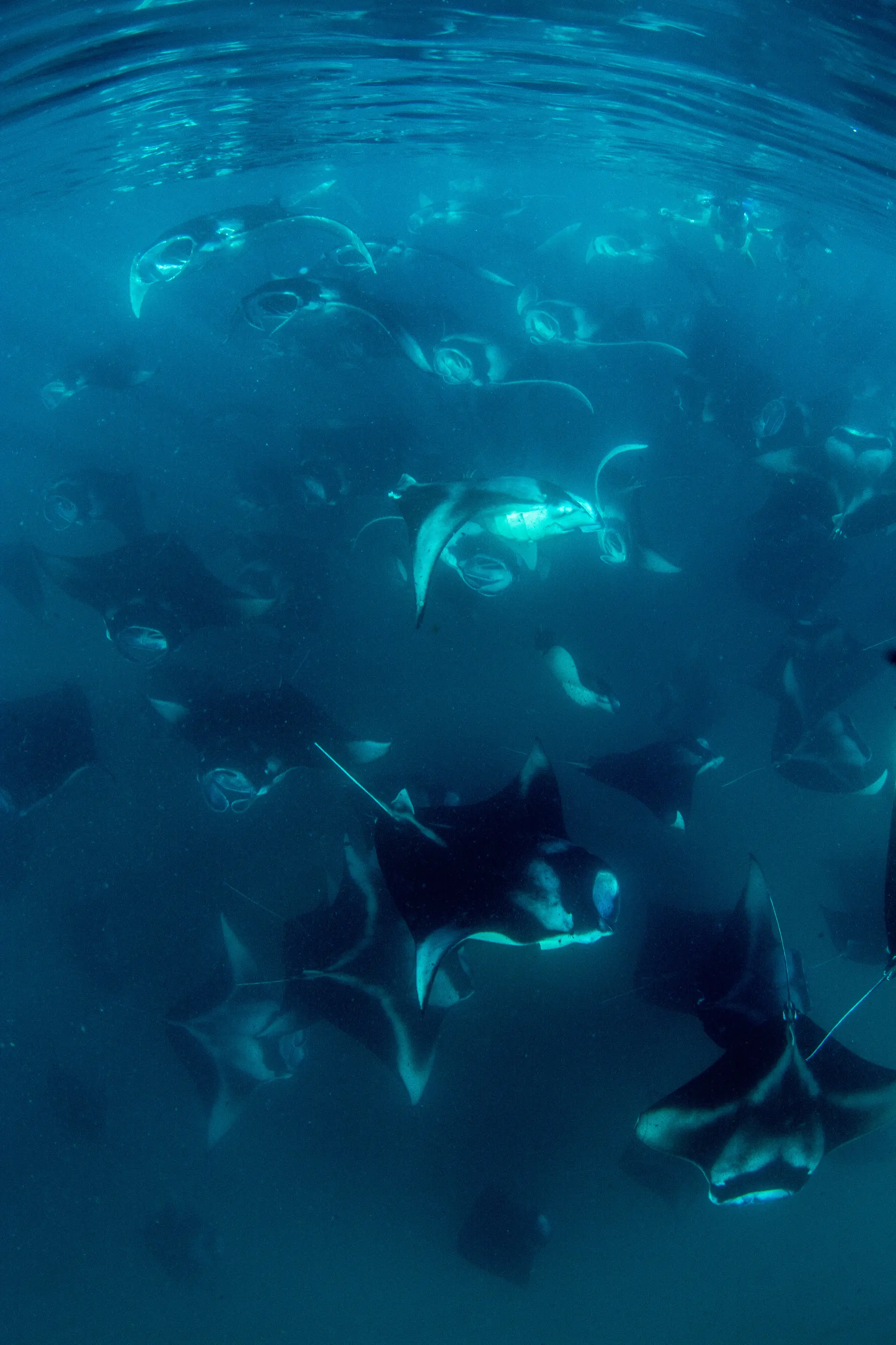Underwater reef at Kalpitiya