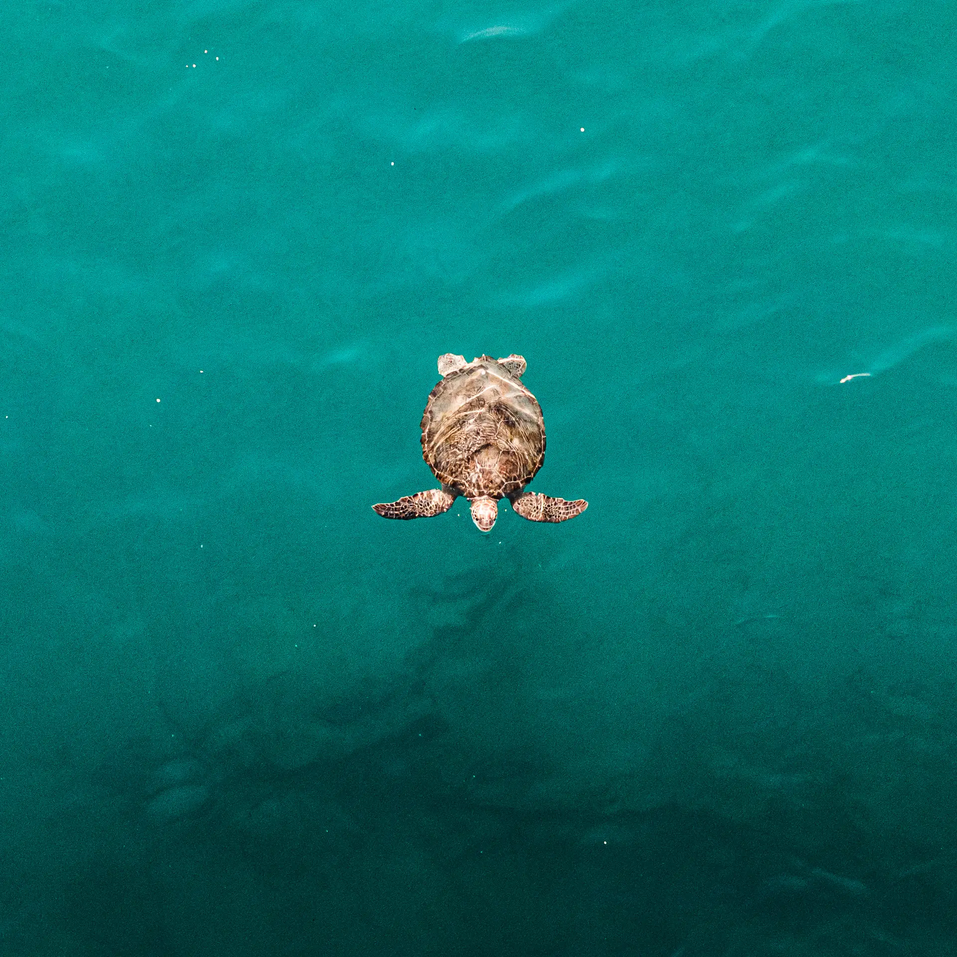 Underwater reef at Kerama Islands