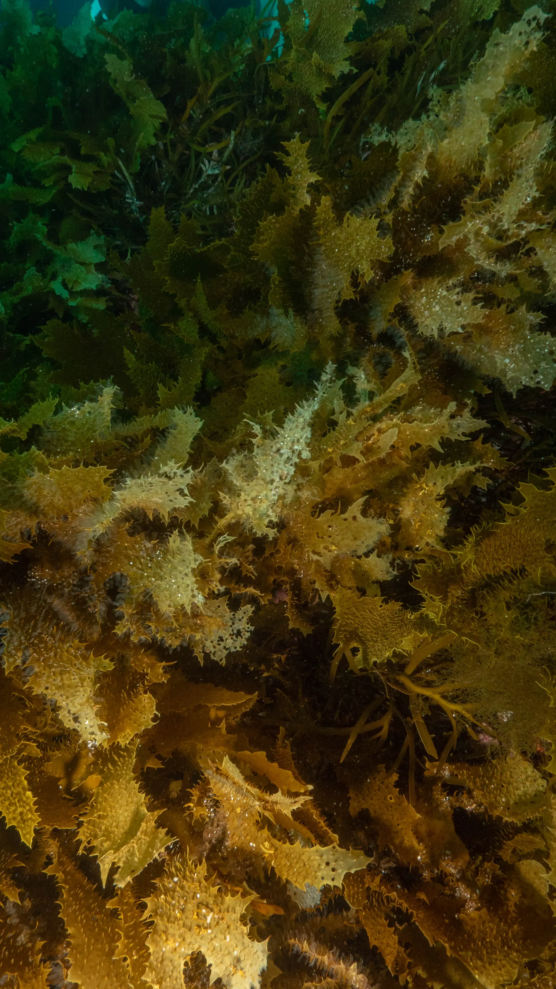 Underwater reef at Goat Island