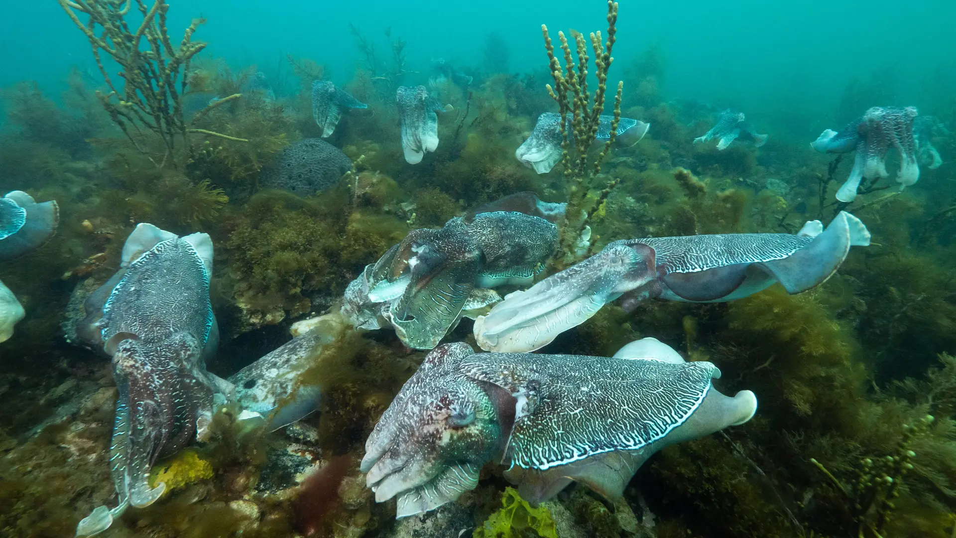Underwater at Fish Rock Cave