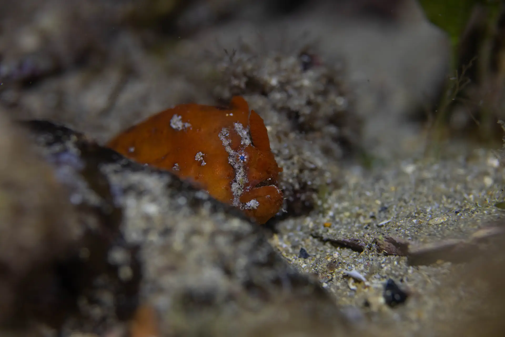 Underwater reef at Hranice Abyss