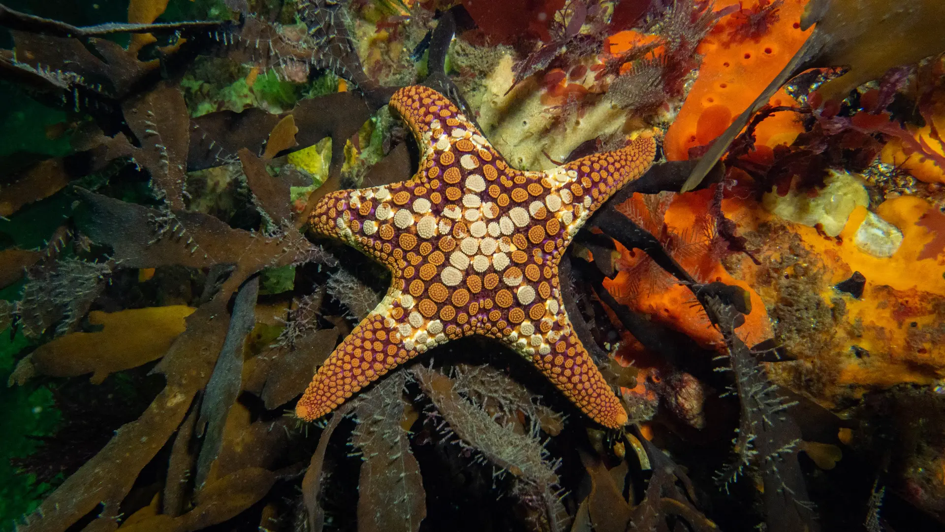 Underwater reef at Wilsons Promontory
