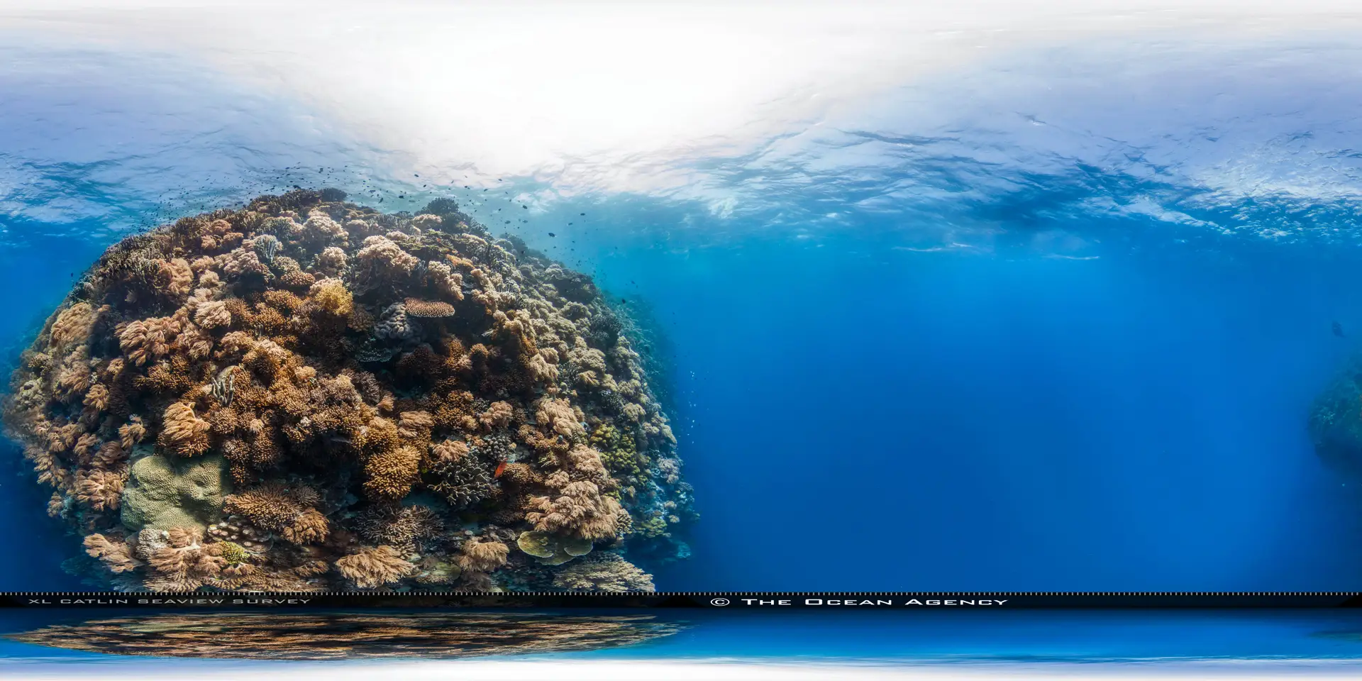 Underwater at Jessie Beazley Reef