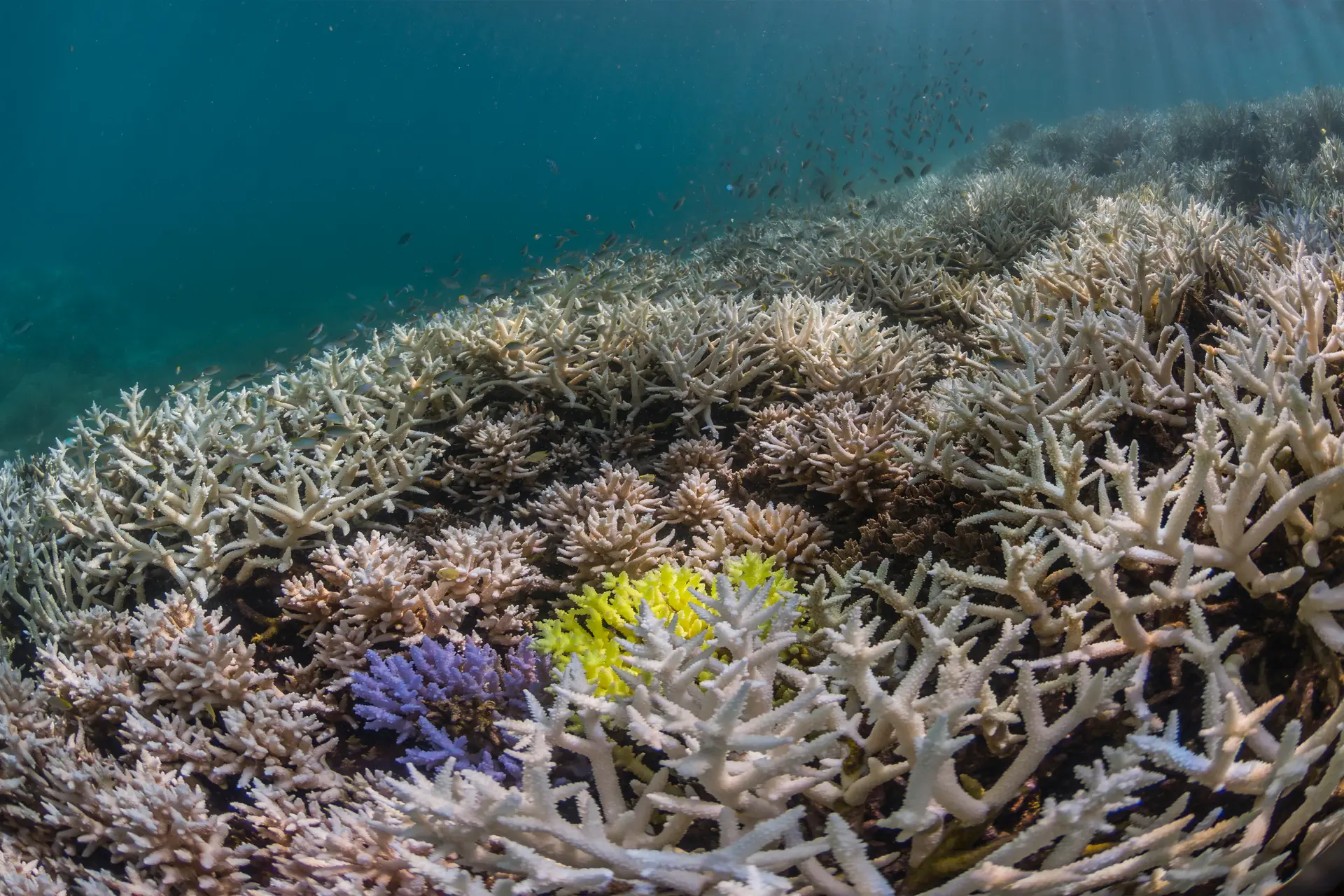 Underwater reef at Aeolian Islands