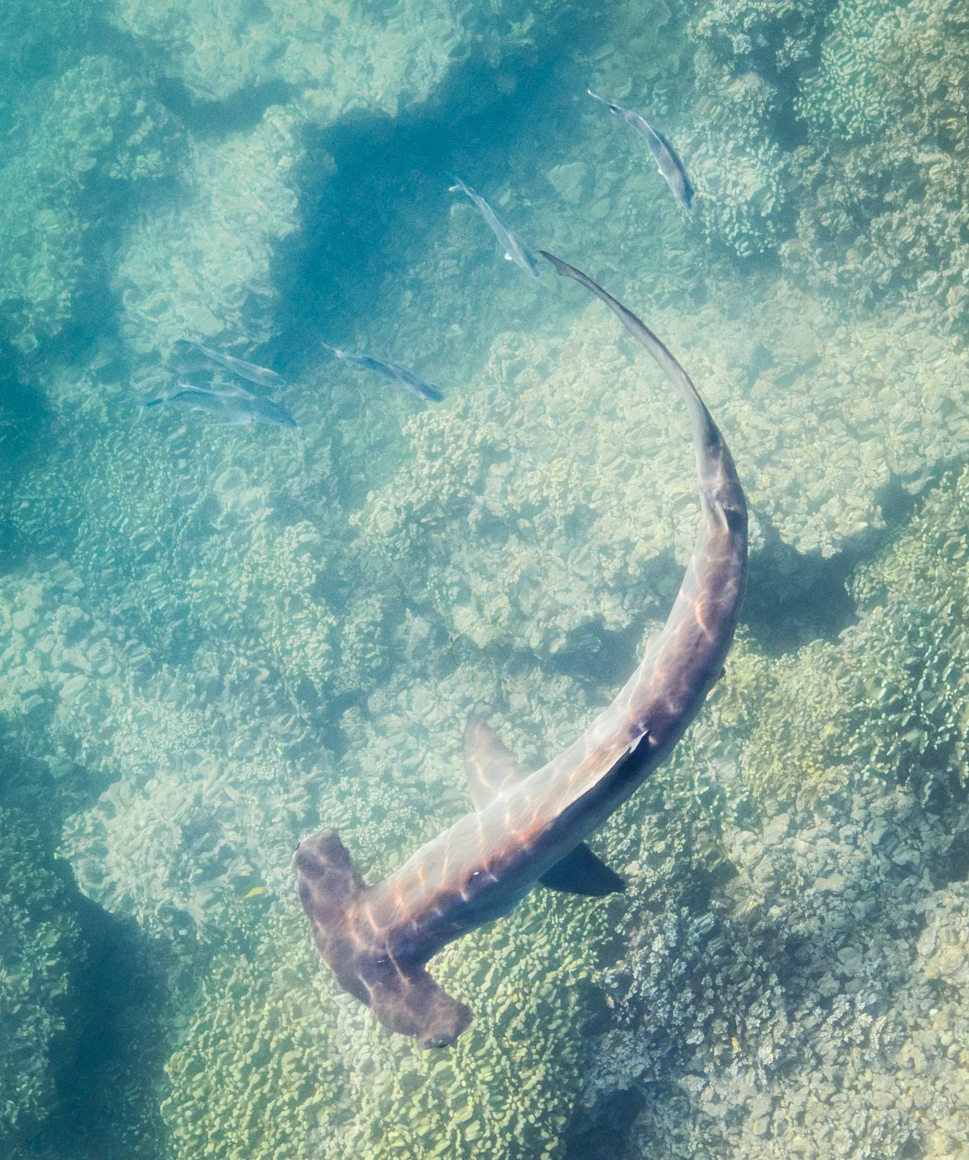 Underwater at El Monstruo (Bajo del Monstruo)