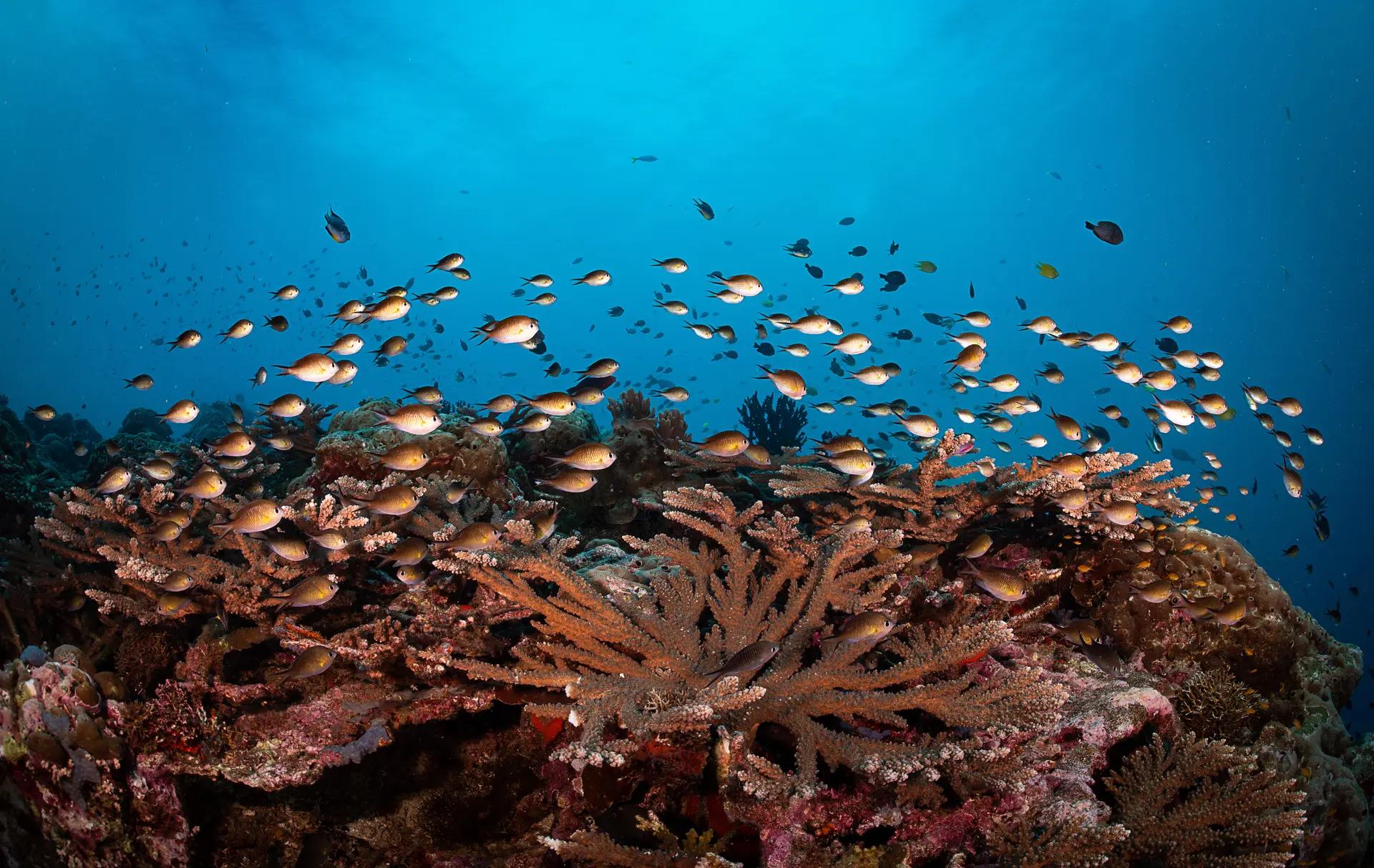 Underwater at Coral Garden Vavau