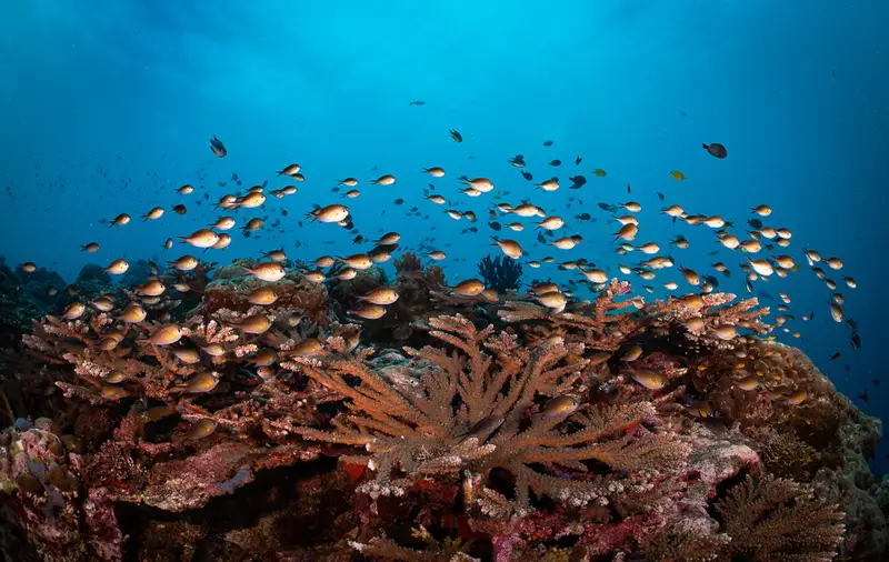 Coral Garden Vavau