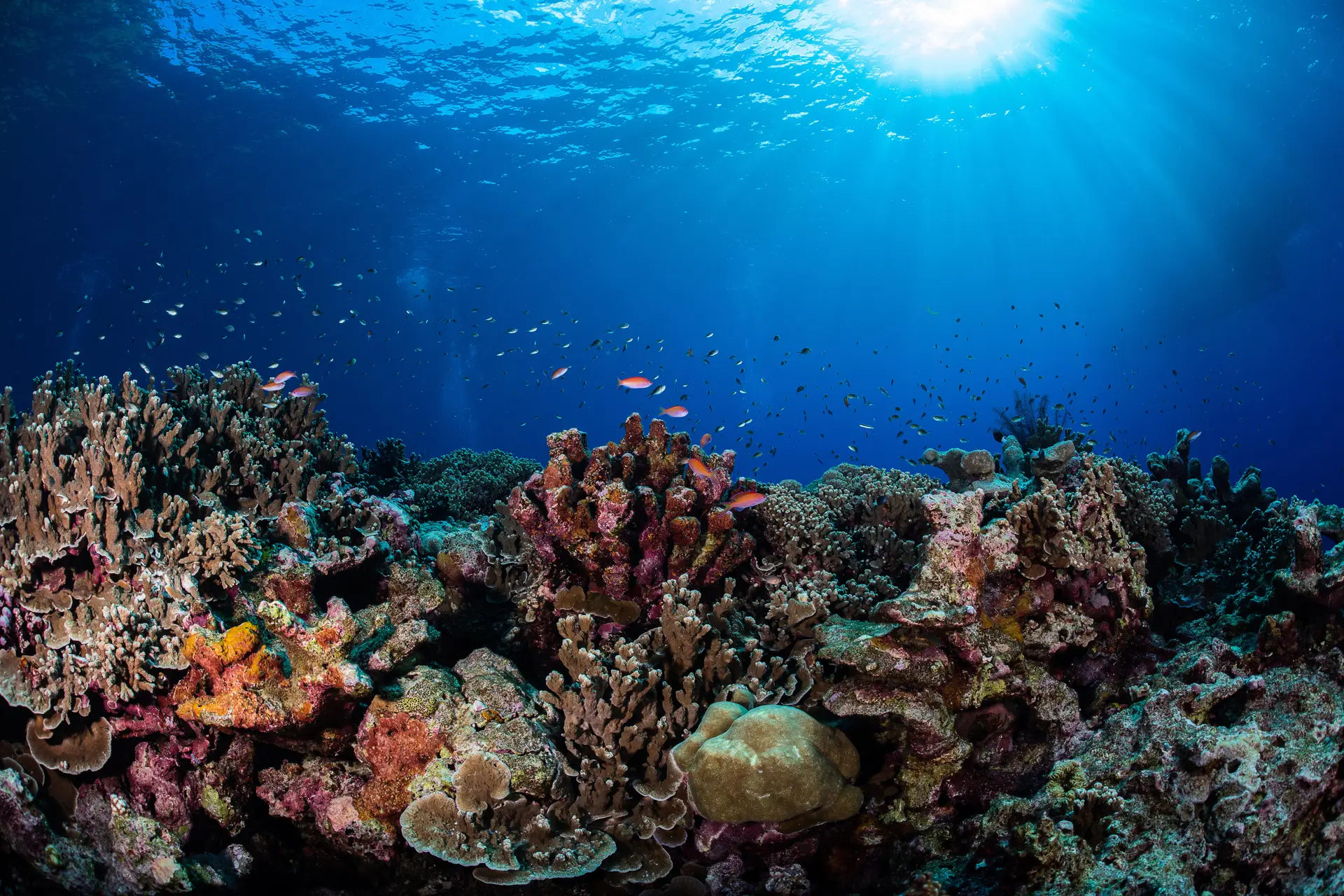 Underwater reef at Green Island