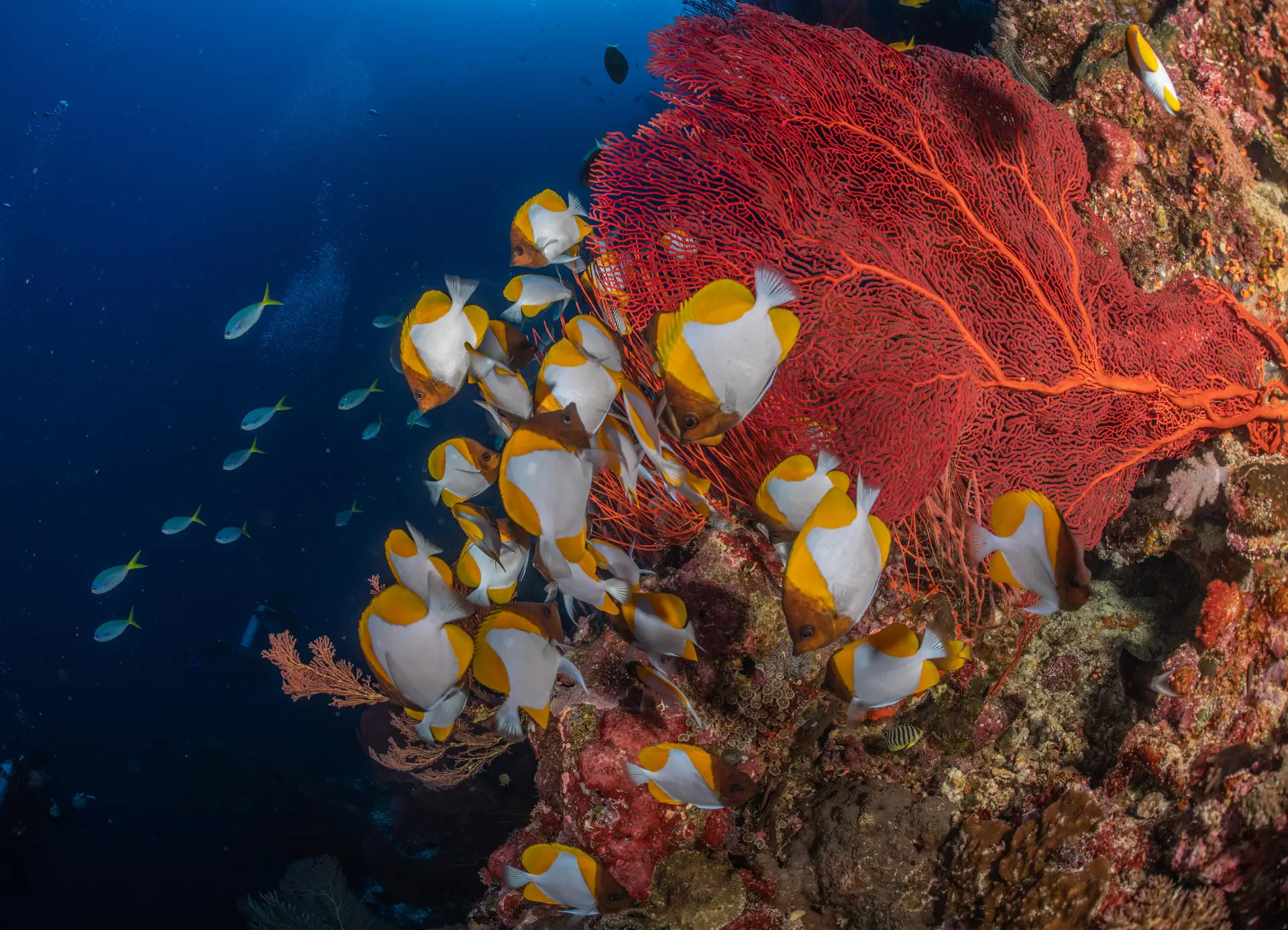 Underwater at Big Drop-Off