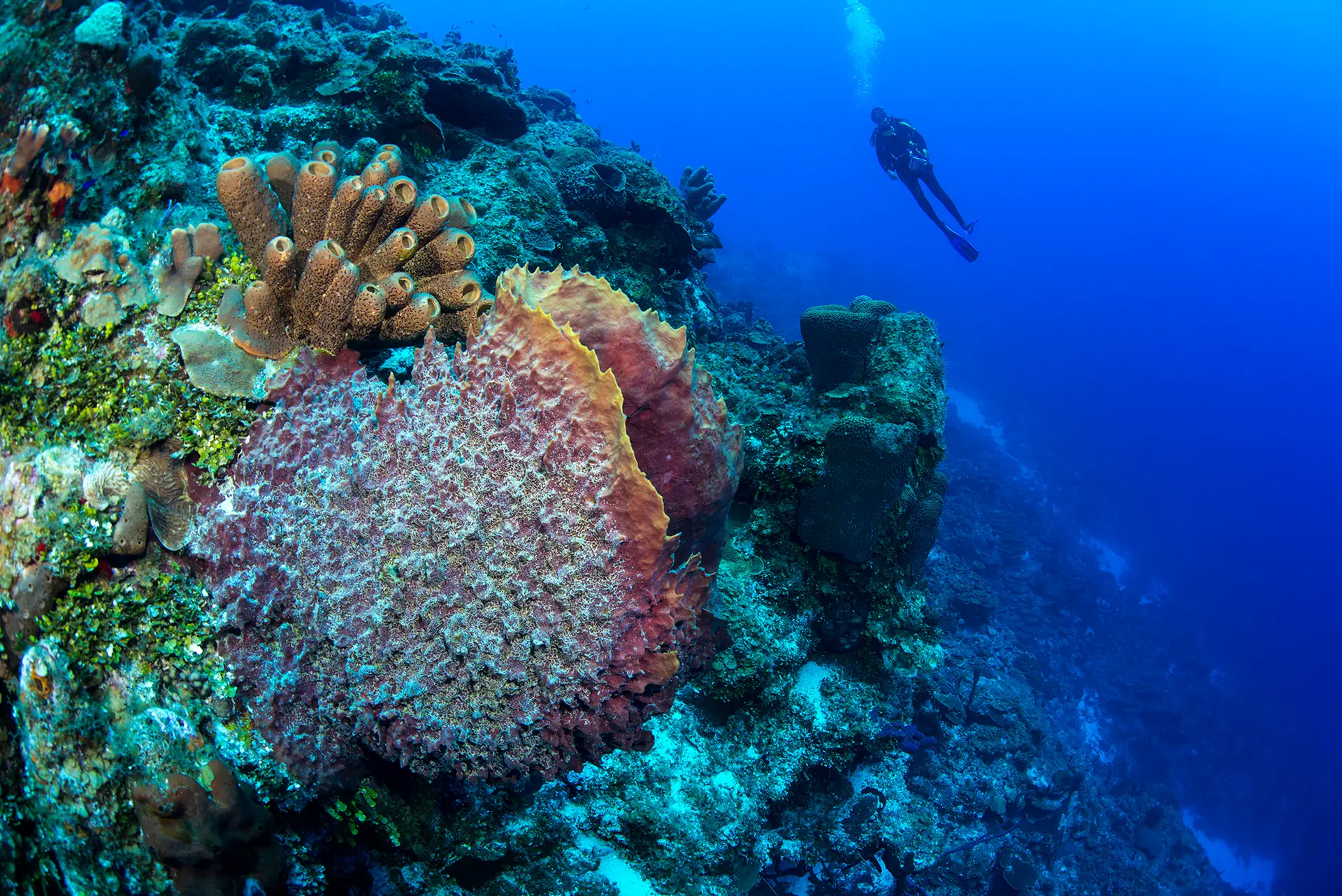 Underwater reef at Providenciales