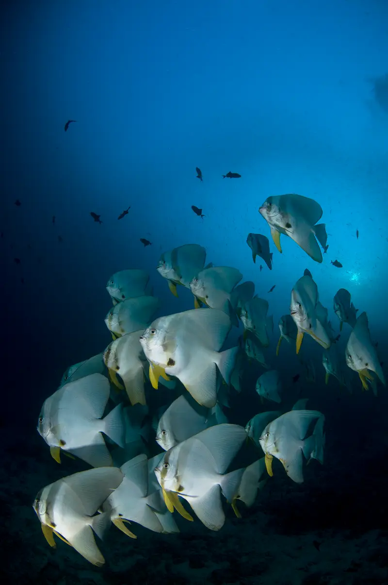 Abu Nuhas Wrecks
