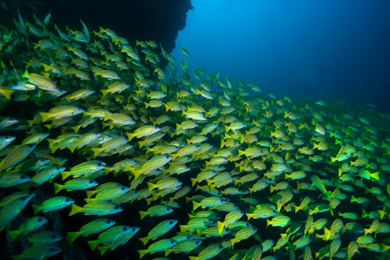 Pedernales Wreck