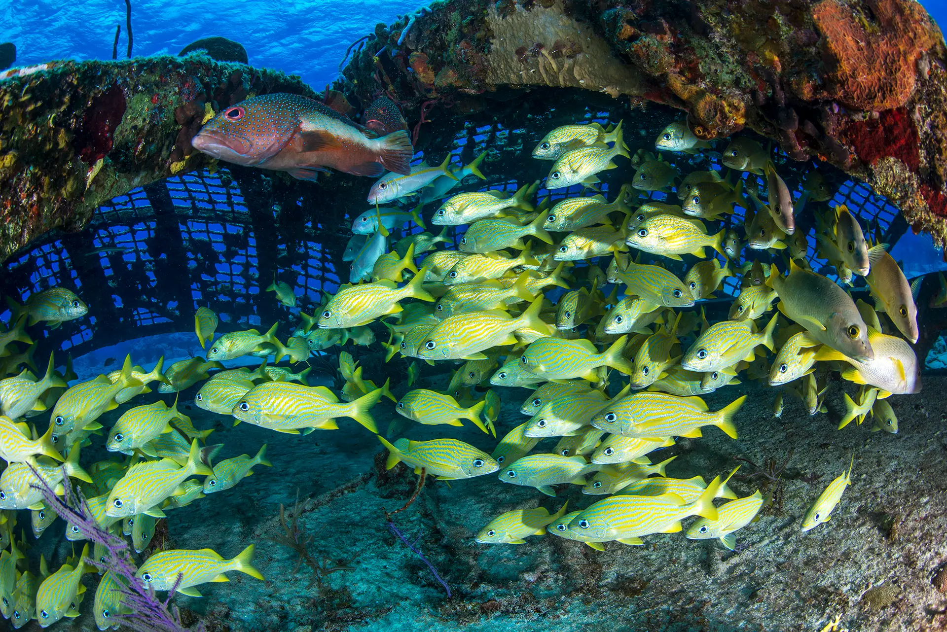 Underwater reef at Malmok
