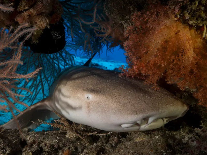 Tent Reef