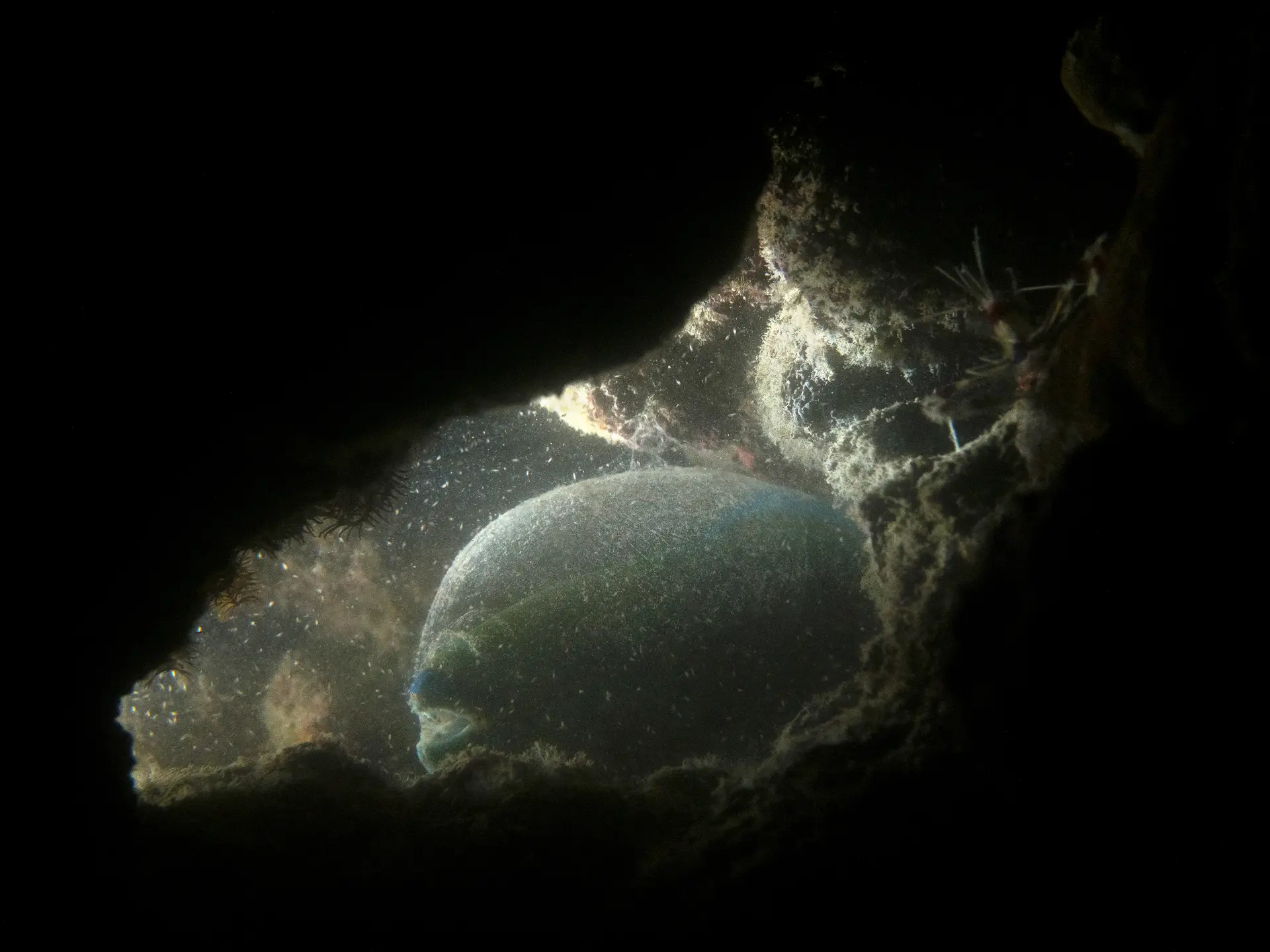 Underwater at Watamu Marine Park Wall