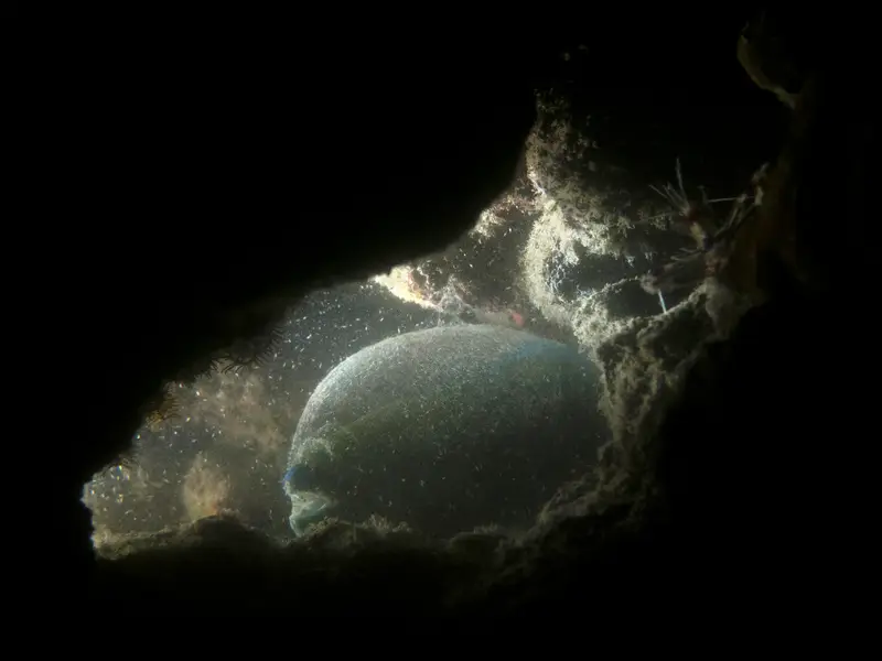 Watamu Marine Park Wall