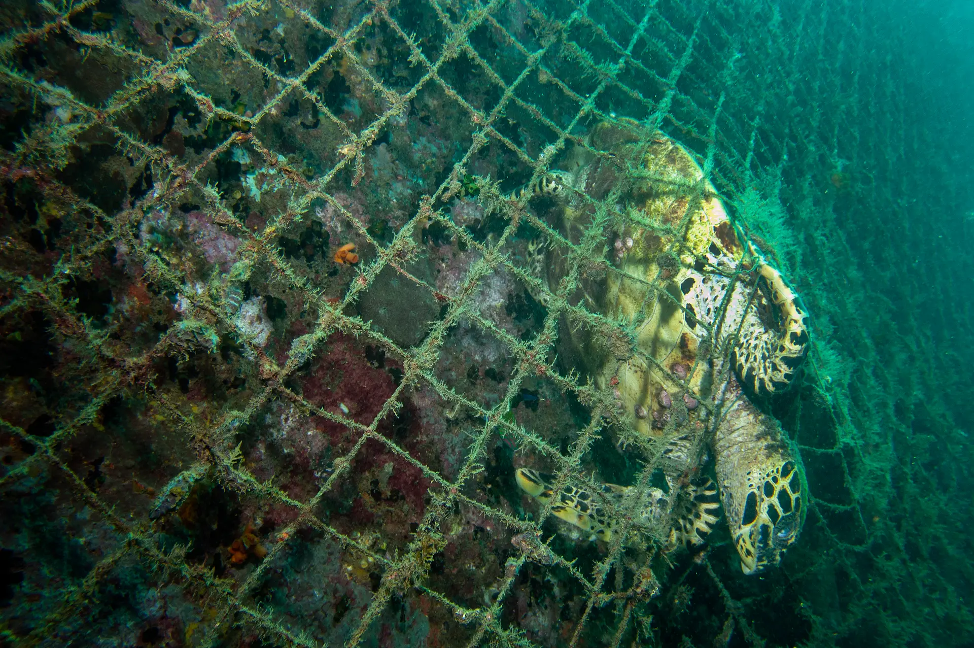 Underwater at Barren Island
