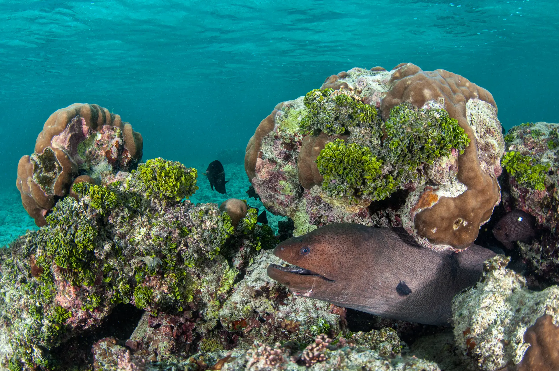 Underwater at Bangaram Atoll