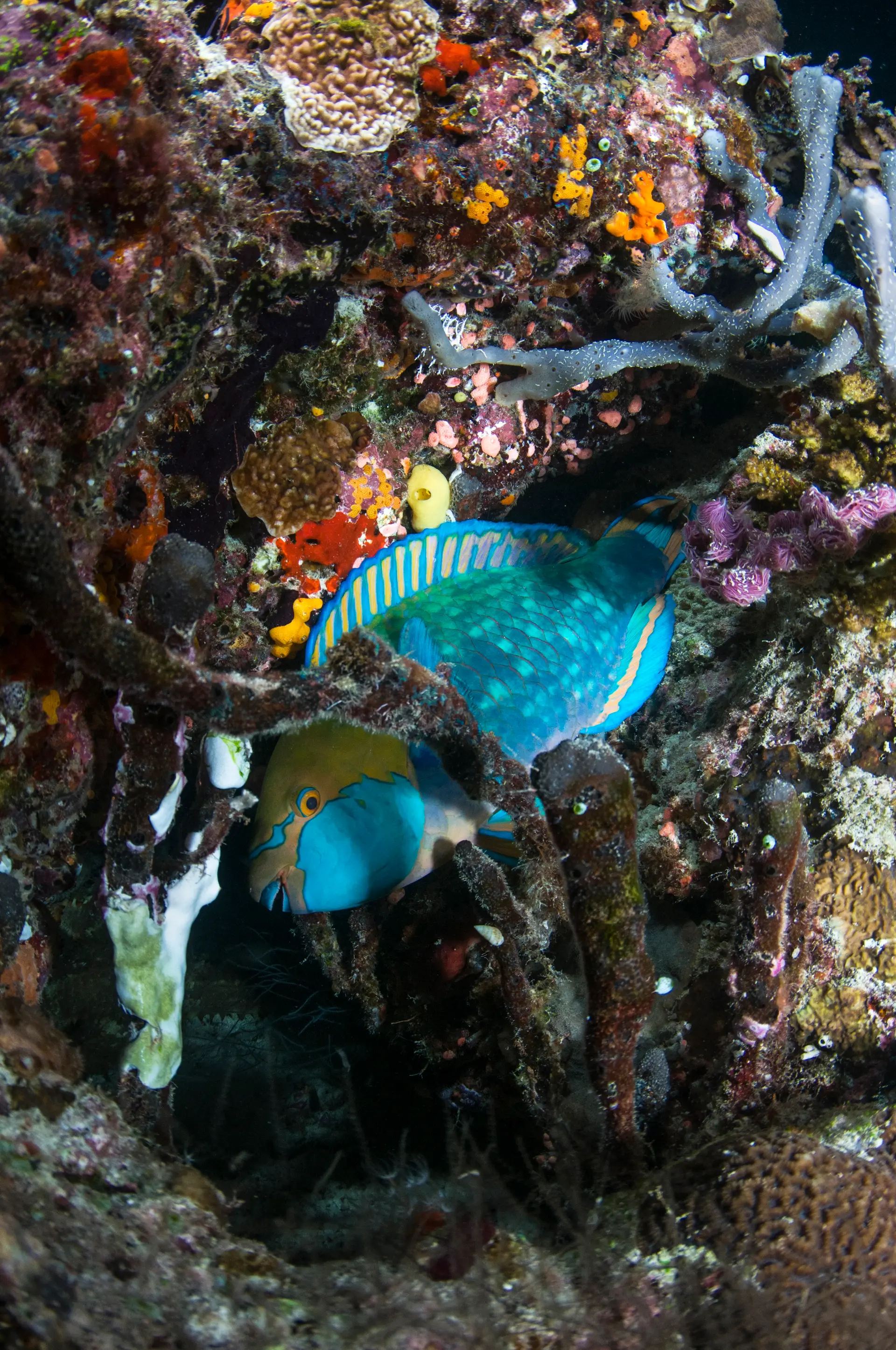 Underwater at Fahl Island Reef