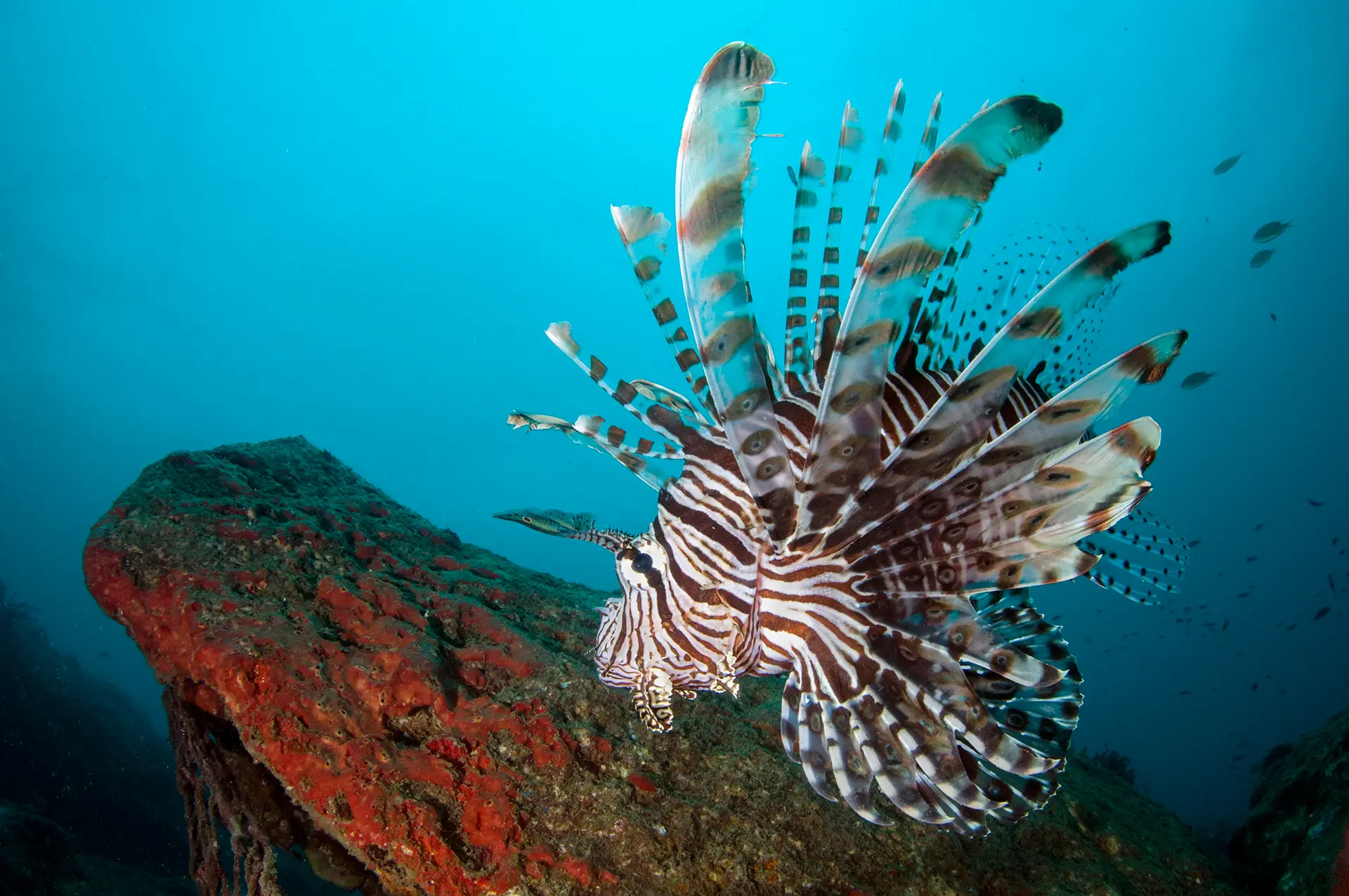 Underwater at Chrisoula K (Tile Wreck)