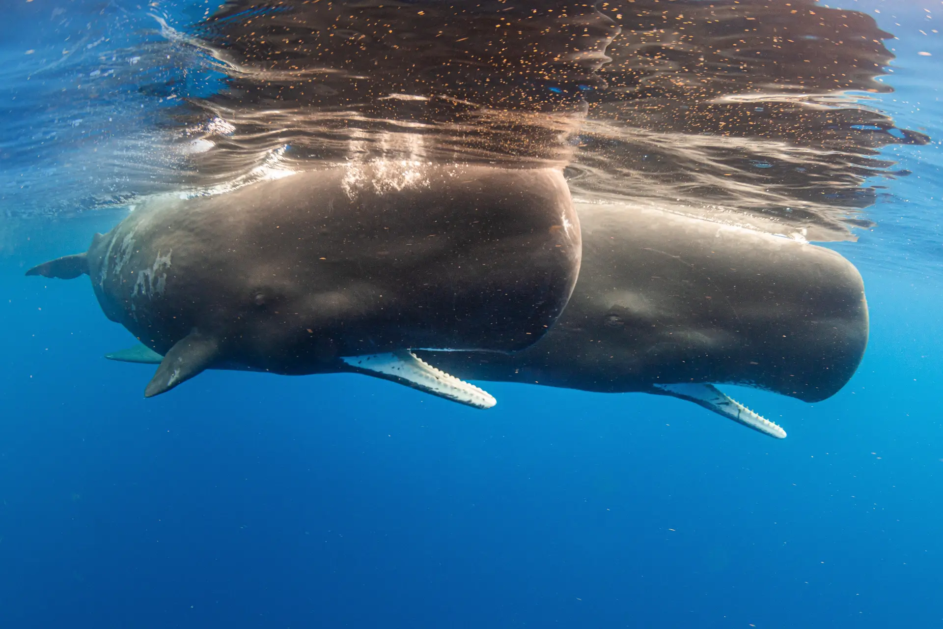 Underwater at Soufriere Bay Dominica