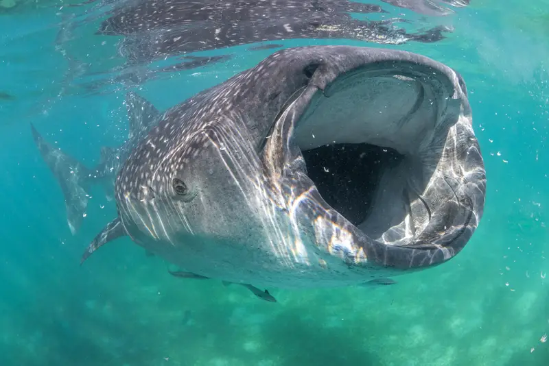 Apo Reef Shark Ridge