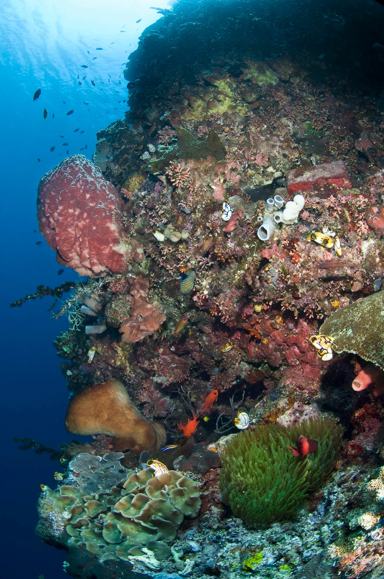 Underwater at Nudi Falls (Lembeh Strait)
