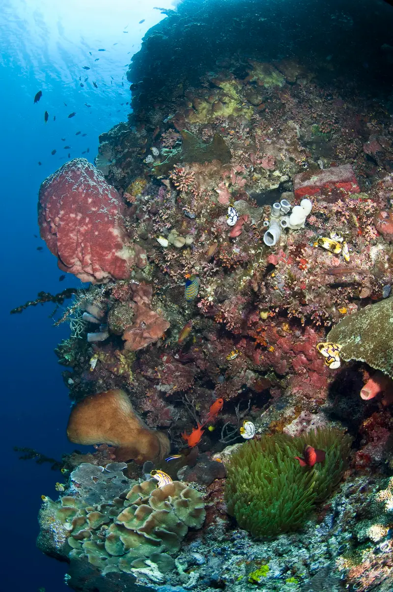 Nudi Falls (Lembeh Strait)