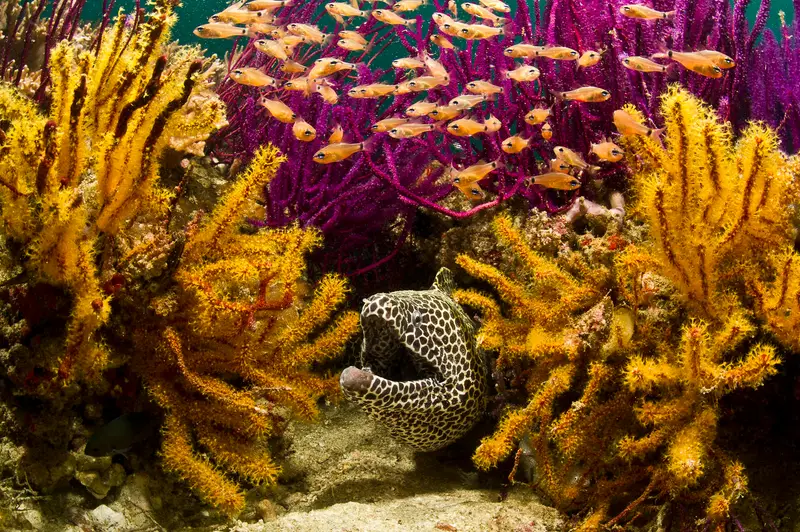 Daymaniyat Aquarium
