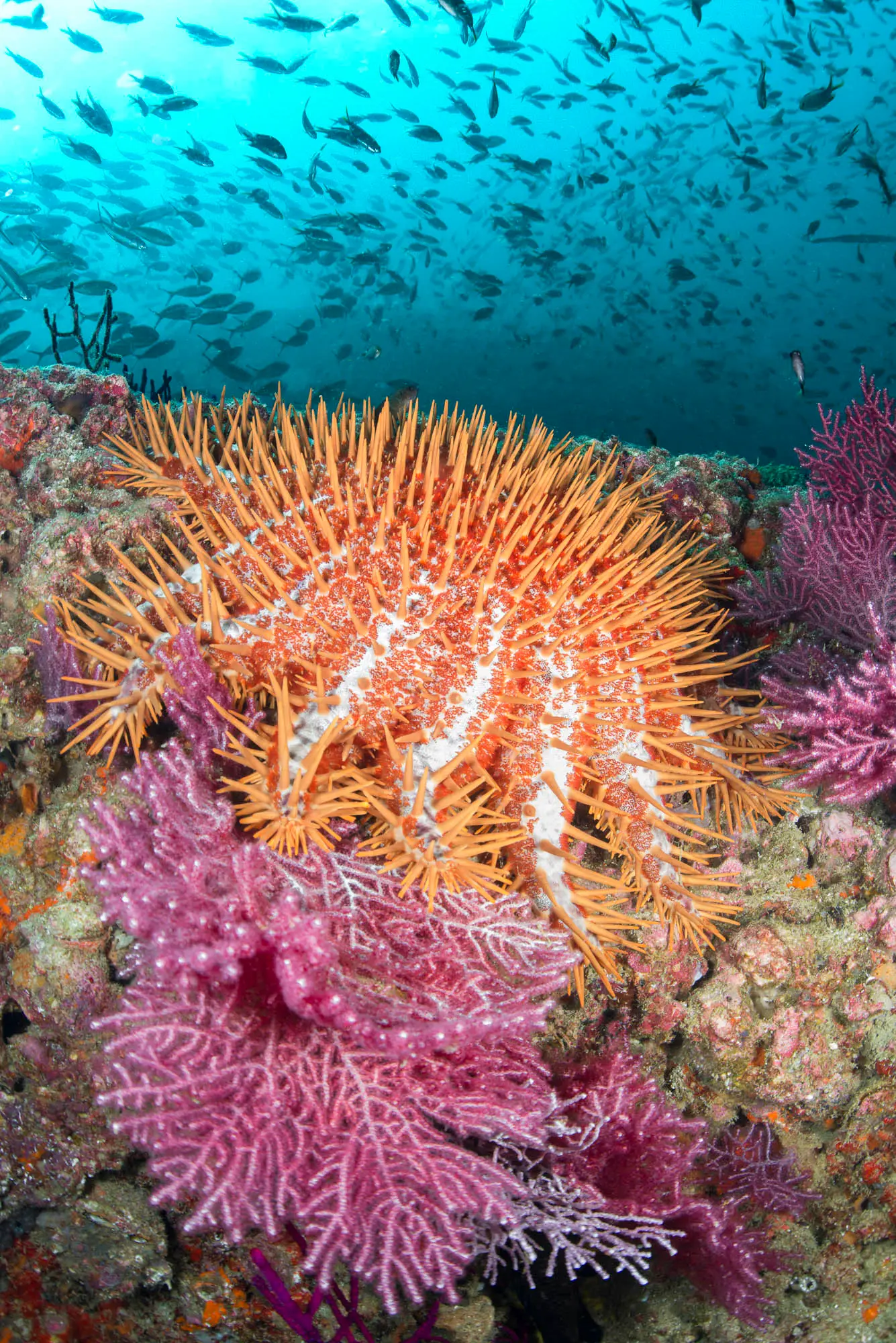 Underwater at Garden of Eden