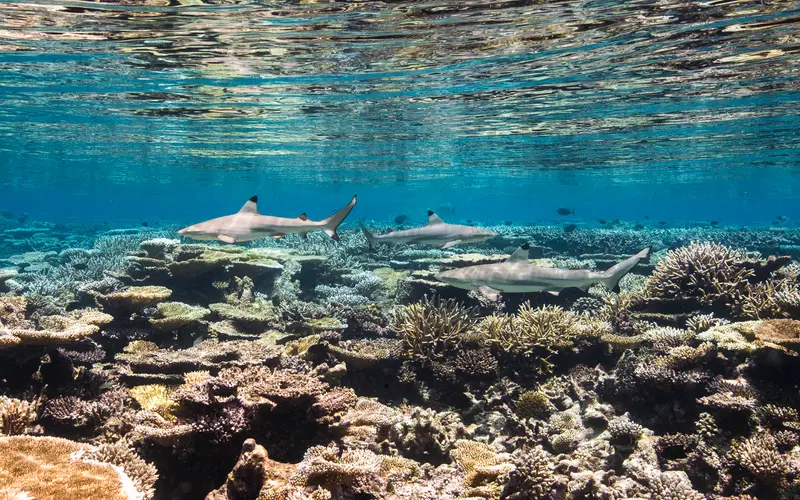 Banana Reef