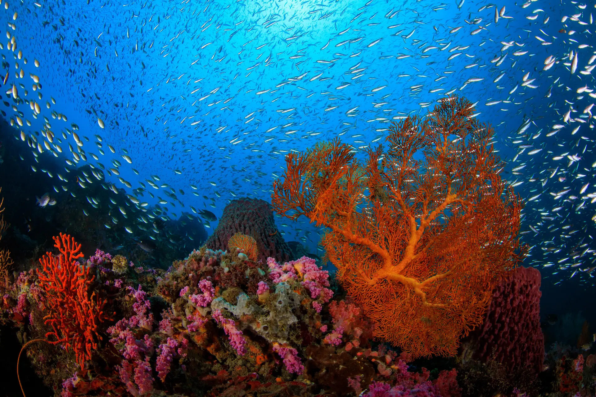 Underwater reef at Little Liuqiu Island
